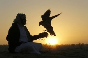 falconry